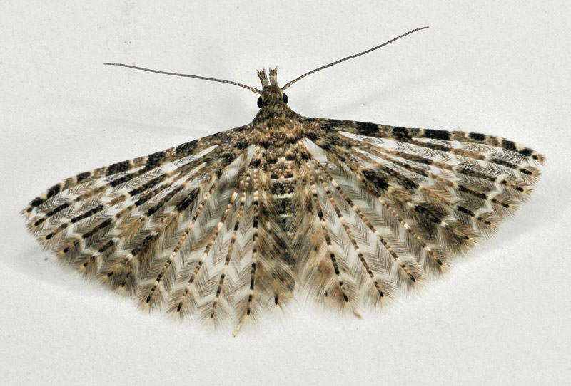 Micro riparate in casa